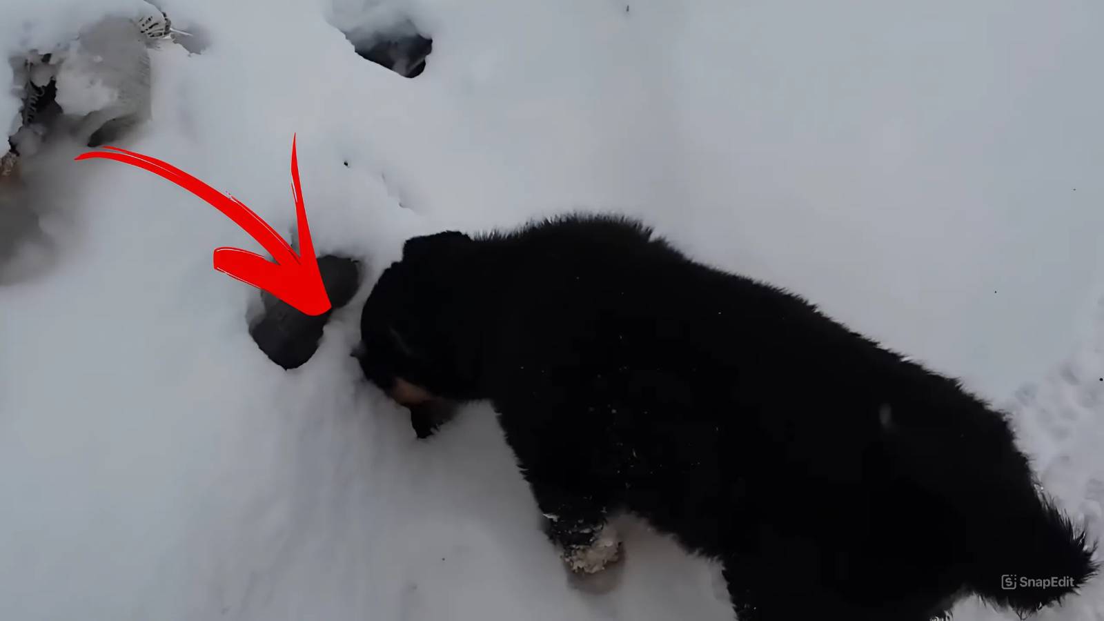 Пёс нашёл интересную находку в СУГРОБЕ! смотреть онлайн