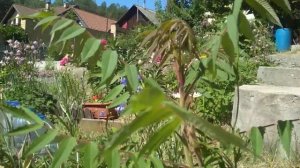 Сумах оленерогий на Урале