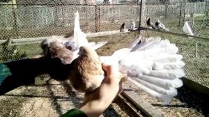 Николаевские голуби.  Пары Белые, Молочные и Крымаки.  Голуби Украины