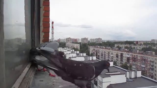Голубь атакует!!! - Сulver attacks !!! смотреть онлайн