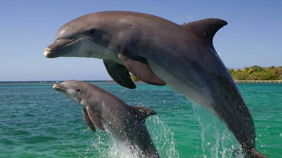 дельфины смотреть онлайн