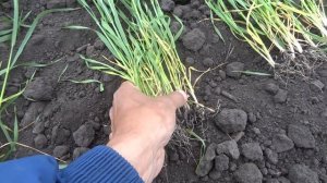 Яровая пшеница Тризо : кущение - различные нормы высева (8.06.17)