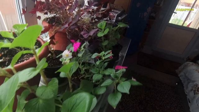 568ч Жизнь на юге/Переехали на юг России/Купили новый дом смотреть онлайн