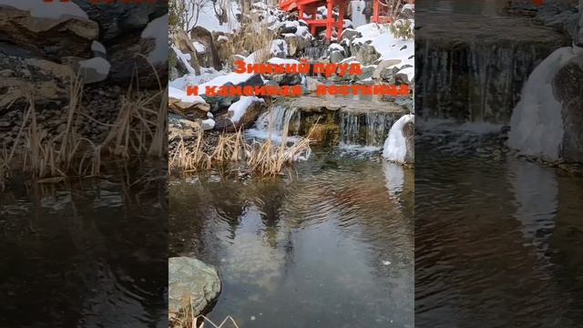Зимний пруд в японском саду. смотреть онлайн