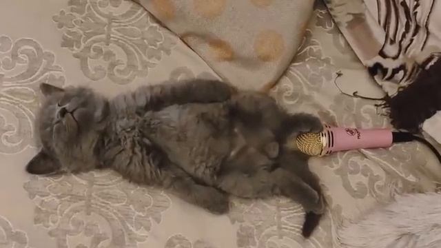 cat fart on mic ( billi ne mare mic pe pad 😂😂😂 ) #shorts смотреть онлайн