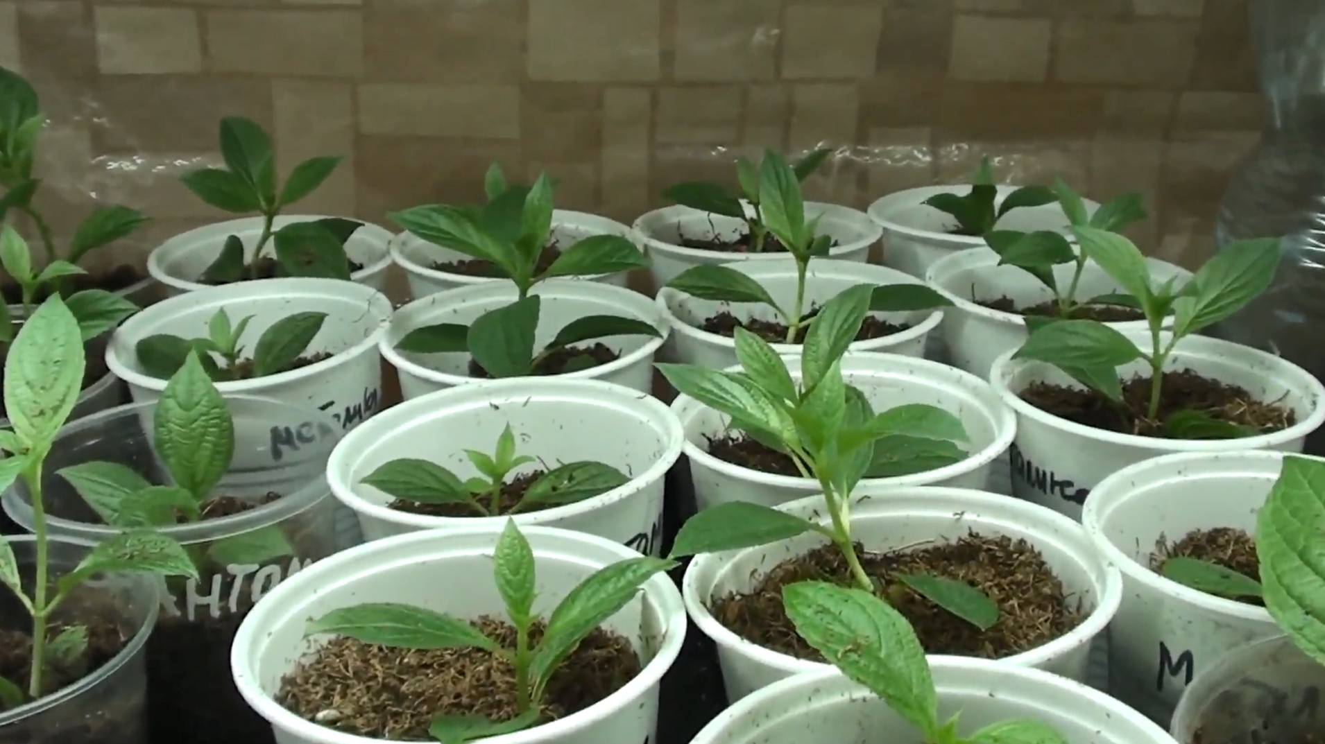 Результаты зимне-весеннего черенкования метельчатых гортензий. смотреть онлайн