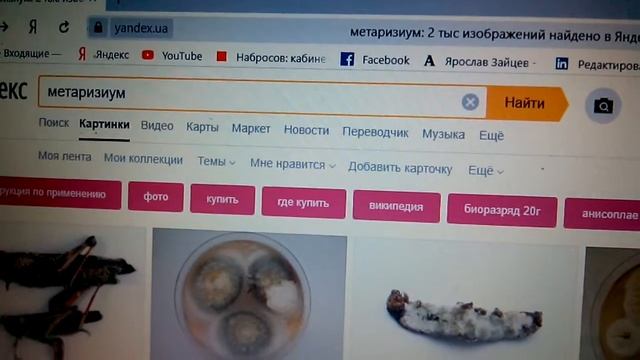 Бесплатно уничтожить колорадского жука домашним биопрепаратом? смотреть онлайн