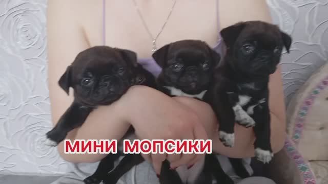 #минимопс#дизайнирские_собачки#чаг#мрпчи#маленькие_собачки смотреть онлайн