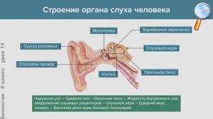 биология 8 класс сивоглазов слуховой анализатор