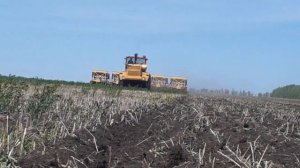 Сев гречихи  по стерне