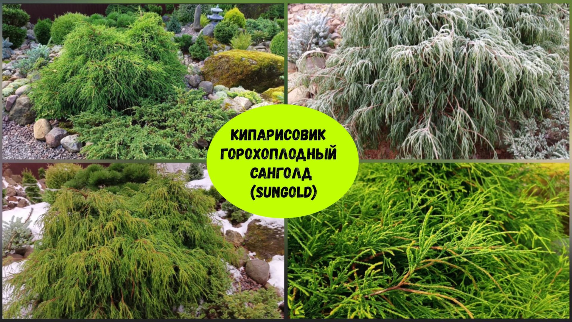 Кипарисовик горохоплодный Санголд ( Sungold ). смотреть онлайн