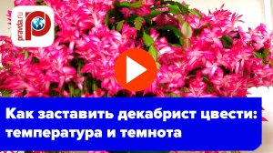 Декабрист не цветет? 3 секрета, как заставить его выбросить бутоны
