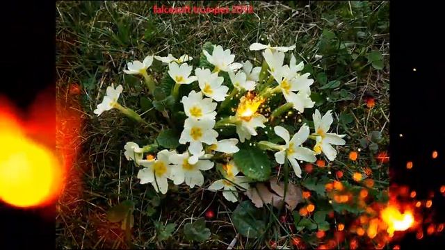 La tromba di falcesoft suona: Nino Rota "Romeo and Juliet" 1968 смотреть онлайн