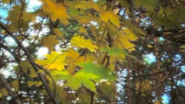 Осенняя Рапсодия (часть 2) смотреть онлайн