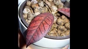 Hoya sp. Gunung Gading
