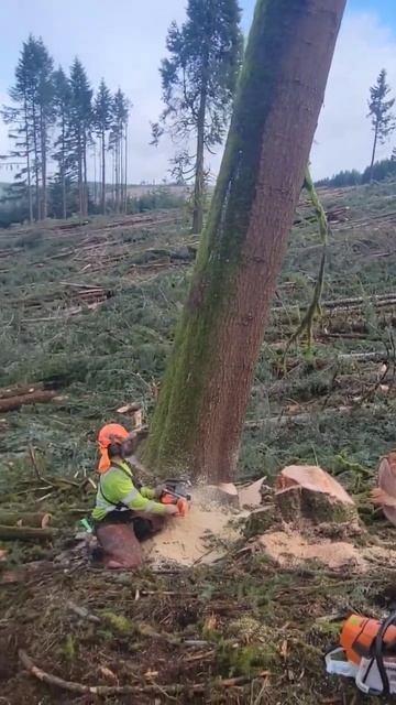nice white fir #oregon #coast #timber #falling #husqvarna #592 смотреть онлайн