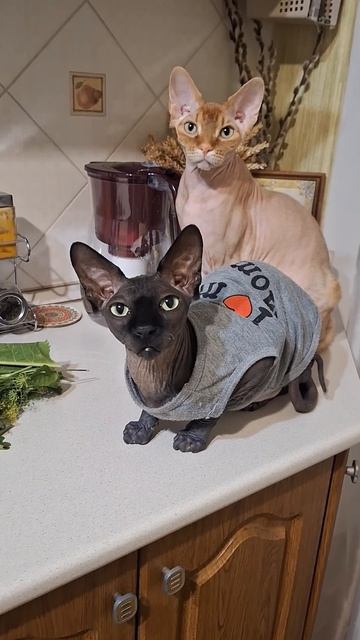 Яша#Марс# смотреть онлайн