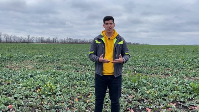 Озимий ріпак при хімічній рістрегуляції. смотреть онлайн