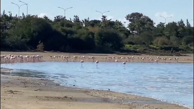 Flamingo 🦩 in salt lake Larnaca, Cyprus 🇨🇾, Salt lake смотреть онлайн