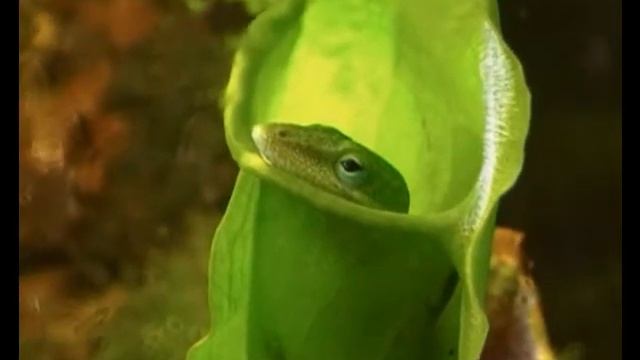Anolis dentro de planta carnívora смотреть онлайн