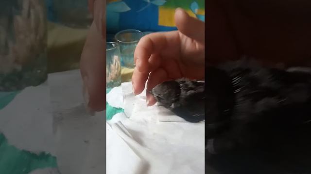подобрали птенца стриж! смотреть онлайн