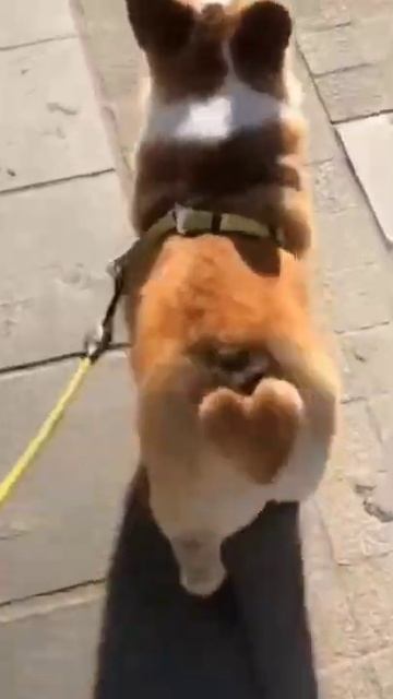 Мой идеальный мир 🐕 🖤 смотреть онлайн