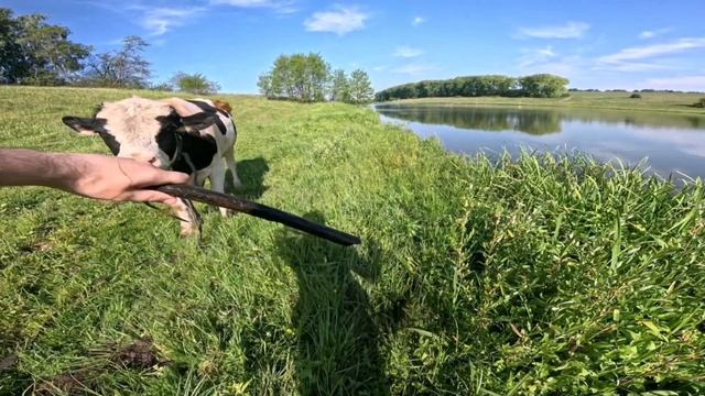 НАПАЛ БЫК НА РЫБАЛКЕ! смотреть онлайн
