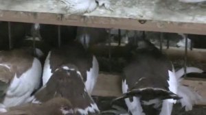 Статные голуби