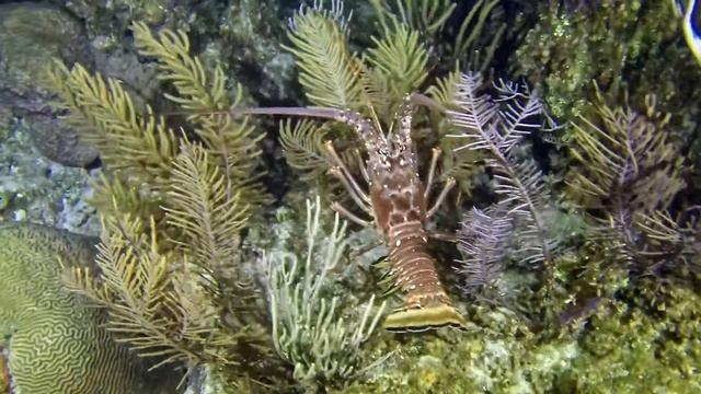 255 Spiney Lobster Walkabout Cuba смотреть онлайн