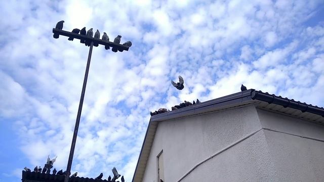 Мои николаевские голуби🕊(перелетики) смотреть онлайн