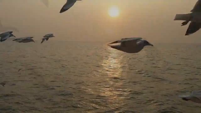 ЧАЙКА смотреть онлайн