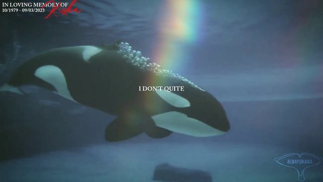 in loving memory of Kiska. смотреть онлайн