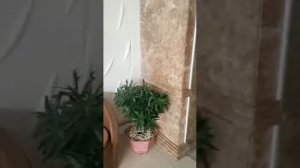 Paris NHA Trang Hotel обзор