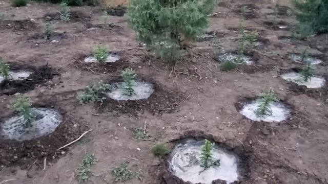 Planting 1 million trees Challenge tree farming смотреть онлайн