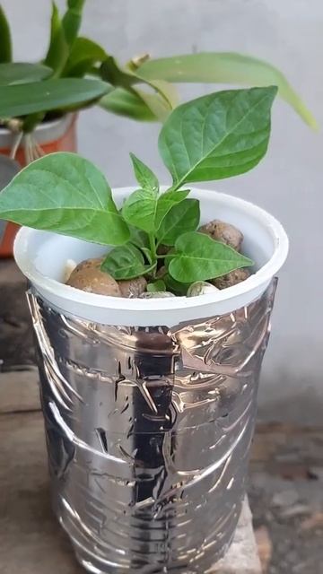 Pimenta Na Hidroponia