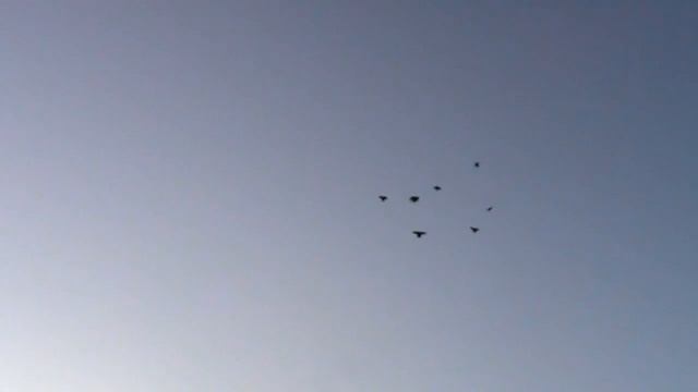 Николаевские голуби в Мариуполе.Котенко Р.Л. смотреть онлайн