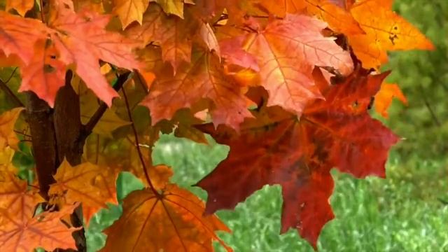 "Бархатный Сентябрь" Татьяна Красовская смотреть онлайн