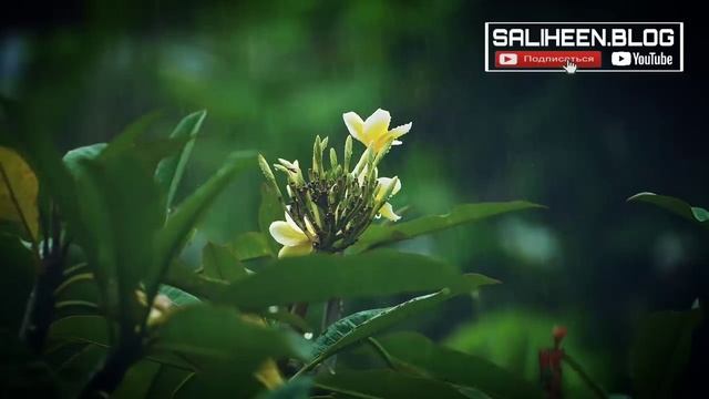 СЛУШАЙТЕ КРАСИВОЕ ЧТЕНИЕ КОРАН! УСПОКАИВАЕТ ДУШУ! смотреть онлайн