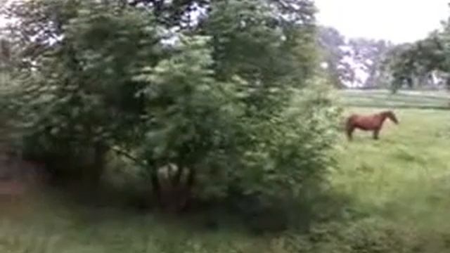 конь на пастбище смотреть онлайн