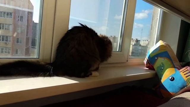 Cat catches a fly on the window. The cat wants to catch a fly. смотреть онлайн