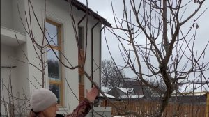 Зачем нужна обрезка плодовых