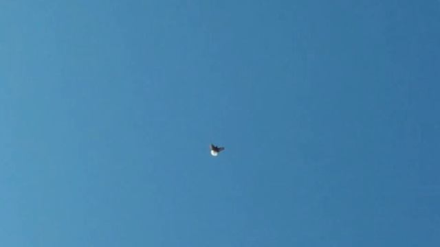 Голуби Горловки! Николаевские голуби! смотреть онлайн