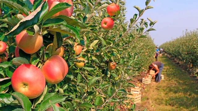 Розвиток зв'язного мовлення "Праця людей восени" смотреть онлайн