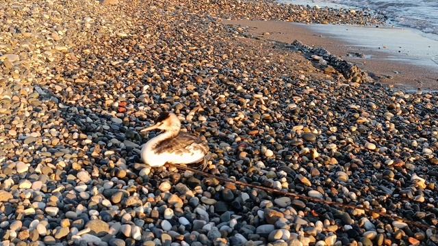 Птица странно себя ведет смотреть онлайн