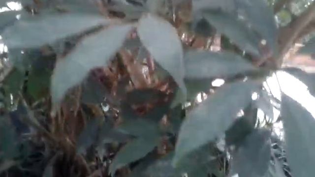 Schefflera Leucantha R. Vig. หนุมานประสานกาย