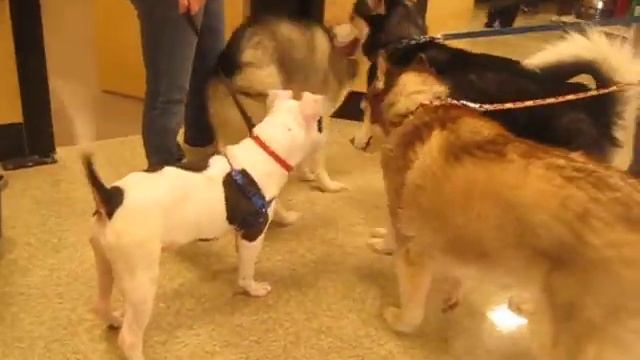 Video of adoptable pet *Blue Radar URGENT смотреть онлайн