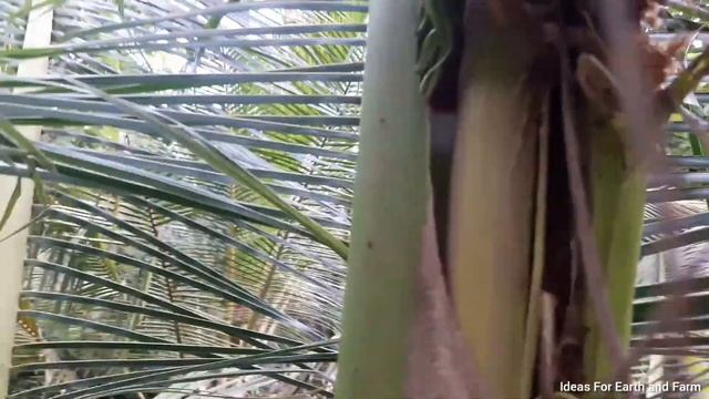 How to get rid of Coconut Beetles|Repel and control Rhinoceros Beetles using Naphthalene Balls смотреть онлайн