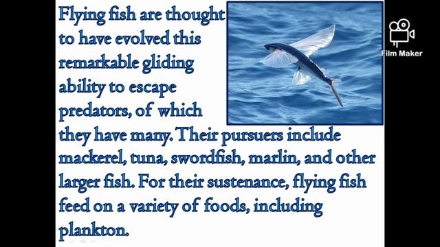 Flying Fish PPT смотреть онлайн