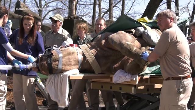 Black Rhino Gets CT Scan in Chicago смотреть онлайн