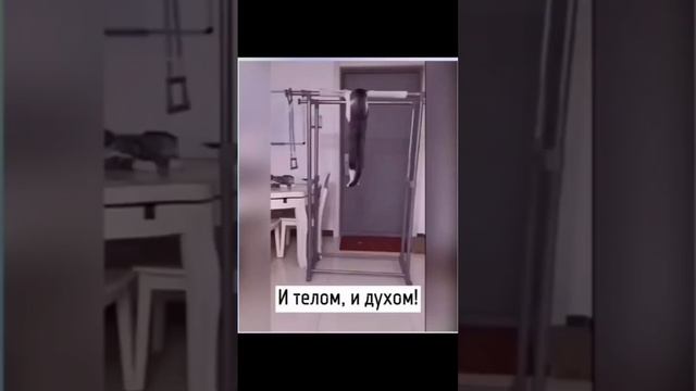 мощно #юмор #бокс #приколы #асмр #кот #кошка #собака #dog смотреть онлайн
